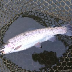 大安トラウトレイク釣果